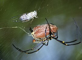 Seidenspinne (Nephila pilipes) mit einem Blatthornkäfer und einer Zikade als Beute im Netz