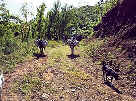beladene Esel trotten Waldweg entlang