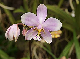 Blüte einer Orchidee (Spathoglottis spec.)