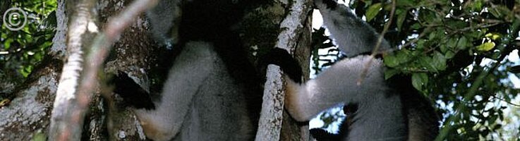 zwei Indris(Indri indri) auf einem Baum