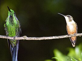 zwei Kolibris sitzen auf einem Ast, Kolibrigalerie