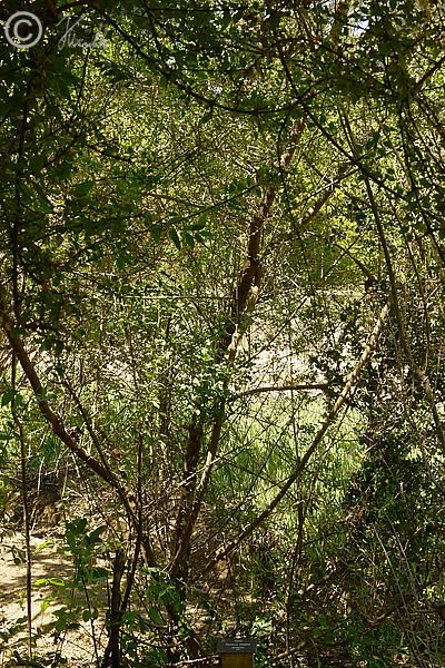 Tevo-Baum (Trevoa trinervis) mit Schild