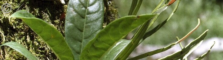 Ameisenpflanzen und andere Epiphyten