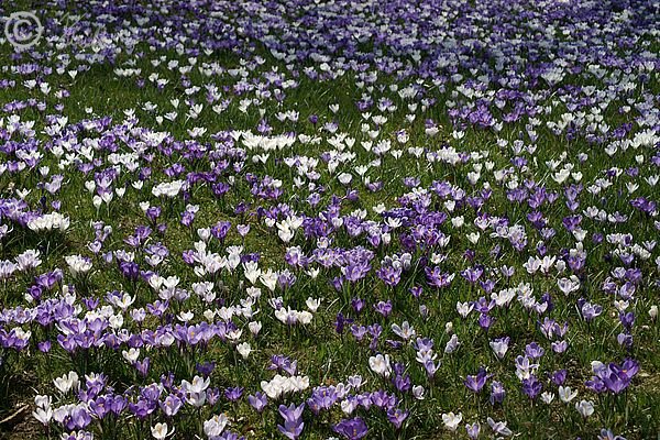 Wiese voller weißer und violetter Frühlings-Krokusblüten (Crocus vernus)
