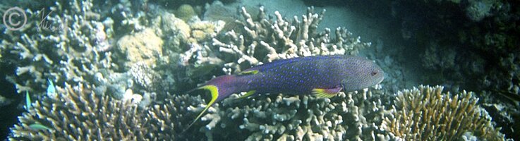 Unterwasserfoto: Brasse schwimmt im Riff