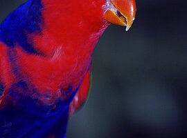 Porträt eines Frauenlori (Lorius lory) 
