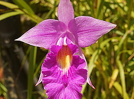 blühende Cattleya spec.