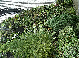 bepflanzter Hang im Cloud Forest Dome