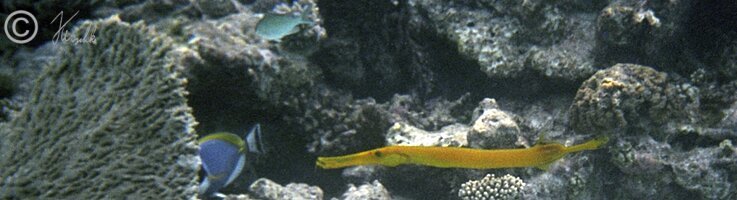 Unterwasserfoto: Gelber Trompetenfisch schwimmt im Korallenriff