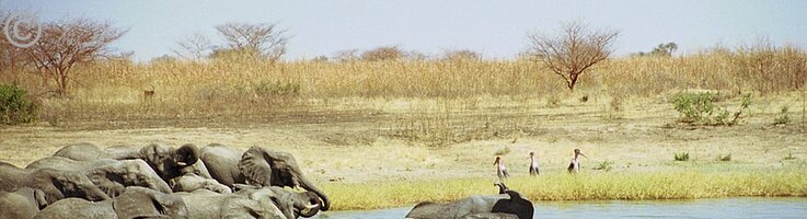 Herde Steppenelefanten (Loxodonta africana) an der Tränke