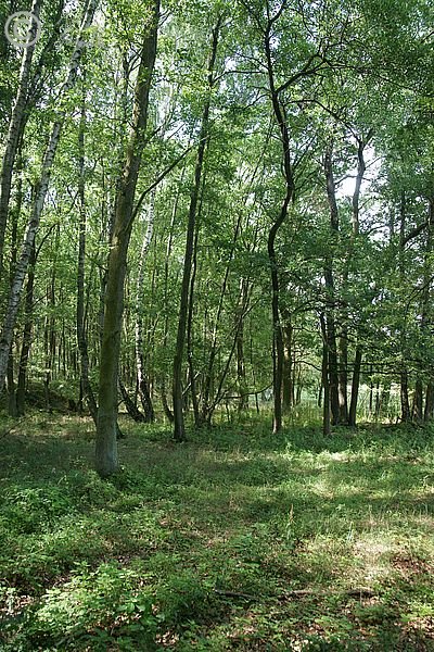 lichter Eichen-Birkenwald-Saum am Spreetalrand