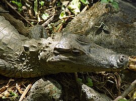 Porträt eines Krokodilkaimans (Caiman crocodilus), InBioParc
