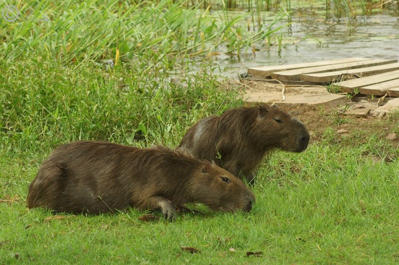 zwei Wasserschweine (Hydrochoerus hydrochaeris) ruhen auf einer Wiese