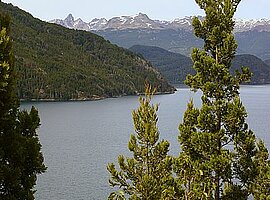 Blick über blühende Fuchsien (Fuchsia magellanica) und Chilezeder (Austrocedrus chilensis) am Lago Futalaufquen auf die Anden