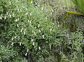 weiße und violette Kapverden-Glockenblume (Campanula jacobaea), äußerer Nordrand der Caldeira