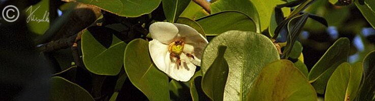 Blüten eines Balsamapfels (Clusia rosea) werden von Bienen besucht