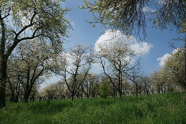 blühende alte Streuobstwiese