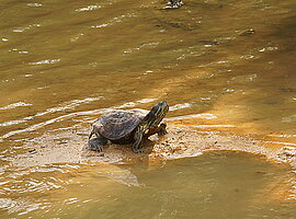 Rotwangen-Schmuckschildkröte (Trachemys scripta elegans) sonnt sich am Ufer
