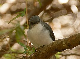 junger Weißbrustschnäpper (Eopsaltria georgiana) sitzt auf einem Ast