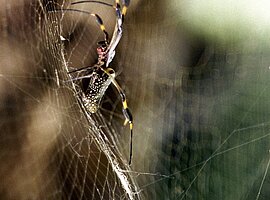Nephilapärchen im Netz