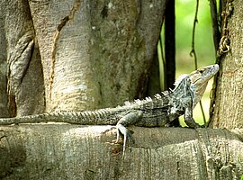 Schwarzer Leguan (Ctenosaura similis) auf einer Baumwurzel