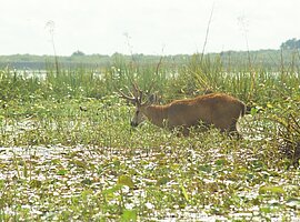 männlicher Sumpfhirsch (Blastocerus dichotomus) läuft durch den Sumpf