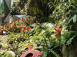 Anlage mit fleichfressenden Pflanzen im Flower Dome