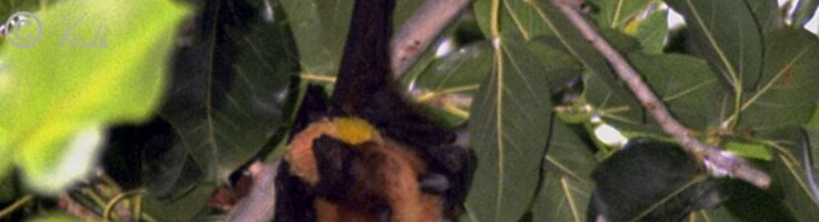 Indischer Riesenflughund (Pteropus giganteus) frißt eine Baumfrucht