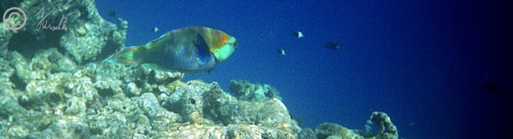 Unterwasserfoto: Papageifisch schwimmt vor einem Korallenstock