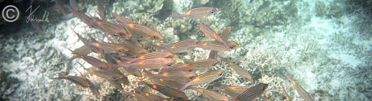 Unterwasserfoto: Schwarm Anthias im Korallenriff