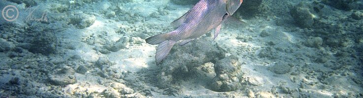 Unterwasserfoto: Großaugenfisch im Korallenriff