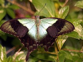 Tagfalter (Riodinidae??) sitzt auf einem Blatt