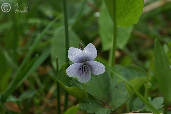 blühendes Sumpf-Veilchen (Viola palustris)
