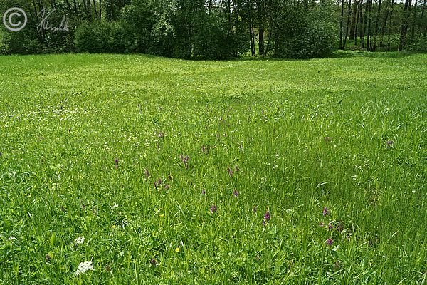 Blick über eine Nasswiese mit blühendem Bestand von Breitblättrigem Knabenkraut (Dactylorhiza majalis) und von Teich-Schachtelhalm (Equisetum fluviatile) mit Sporangien