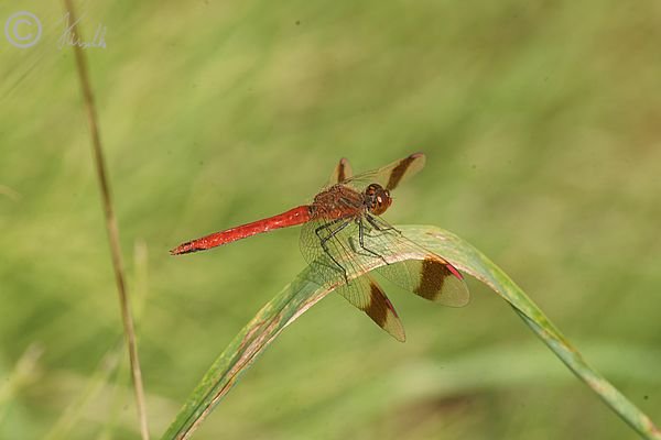 m&auml;nnliche Geb&auml;nderte Heidelibelle (Sympetrum pedemontanum) sitzt an einem Grasblatt
