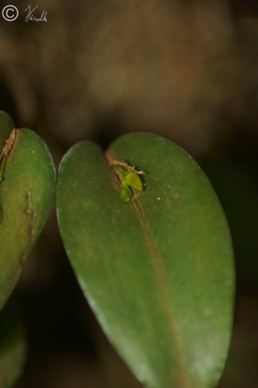bl&uuml;hende Einblatt-Orchidee (?)