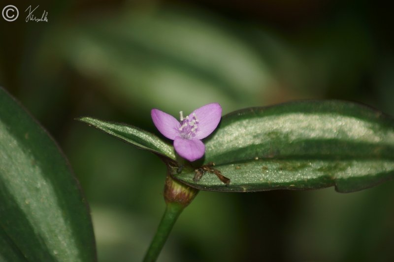 blühende Tradescantia (?)