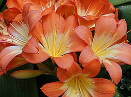 blühendes Riemenblatt (Clivia miniata)