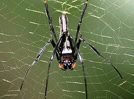 Seidenspinne (Nephila pilipes) im Netz