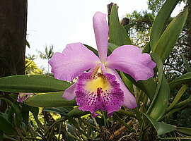 blühende Orchidee (Cahuzacra spec.)