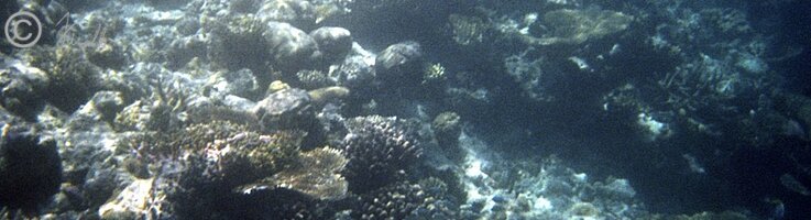 Unterwasserfoto: Schwarzspitzen-Riffhai schwimmt im Riff