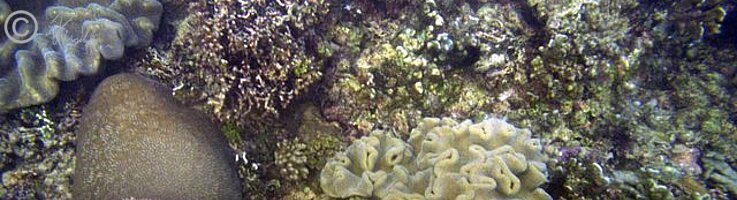 Tauchfoto Korallenstöcke vor dem Jais Aben Resort