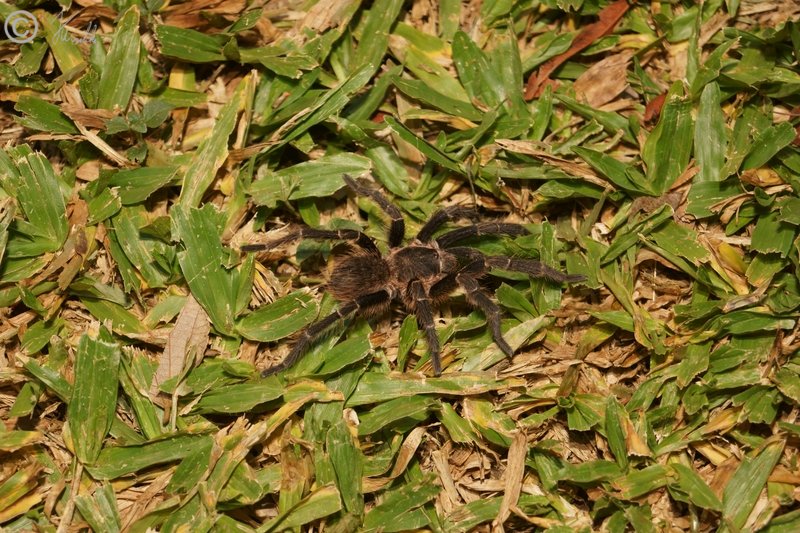 Vogelspinne (Grammostola spec.) l&auml;uft im Gras
