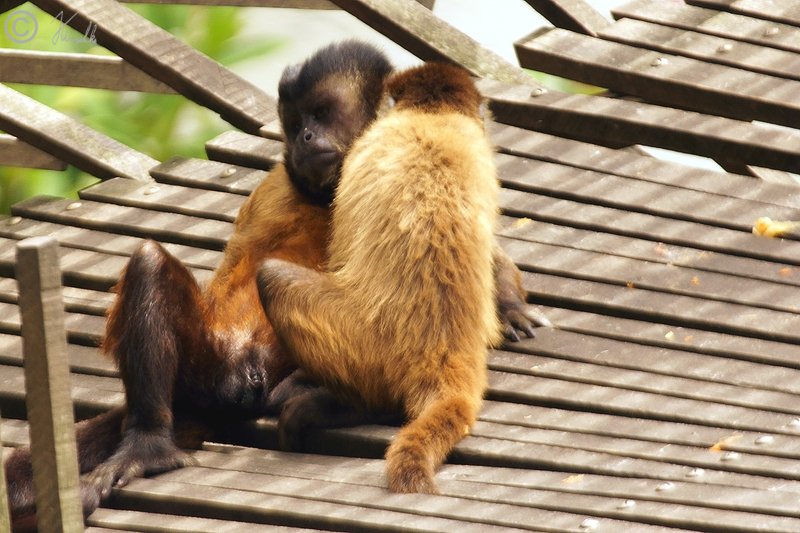 Rückenstreifen-Kapuziner (Sapajus libidinosus) - Männchen und Weibchen - kuscheln miteinander