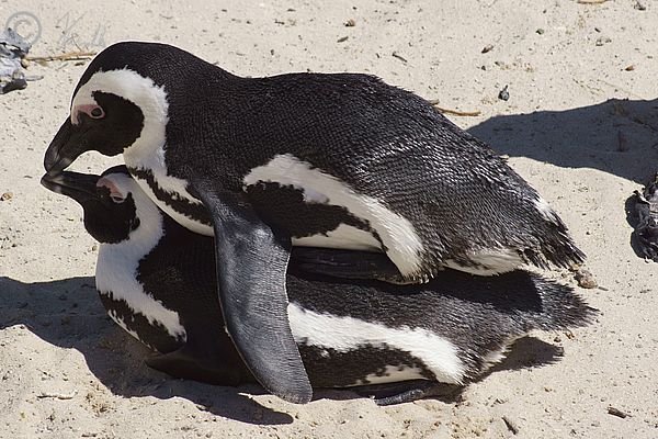 Brillenpinguine (Spheniscus demersus) in Kopula, von der Seite gesehen