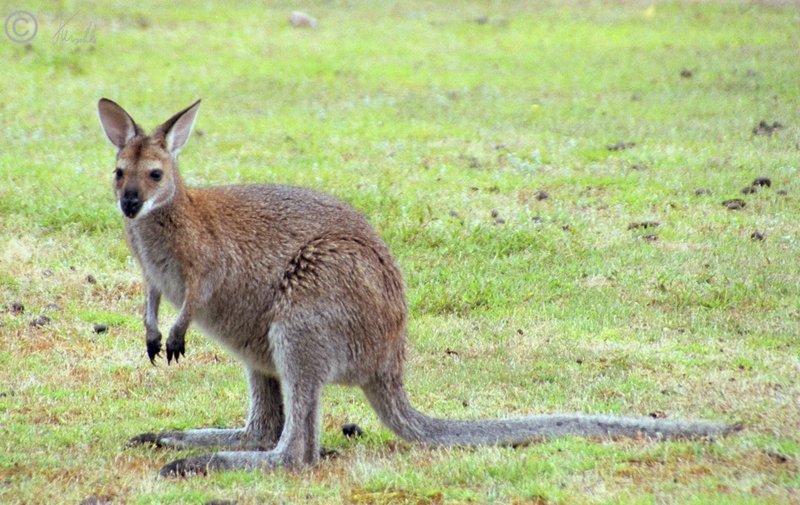 Rotnacken-Wallaby (Macropus rufogriseus)
