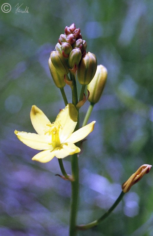 Blütenstand von Bulbine bulbosa