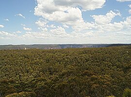 Blick über die Eukalyptuswälder auf der Sandsteintafel auf den mittleren und südlichen Grand Canyon