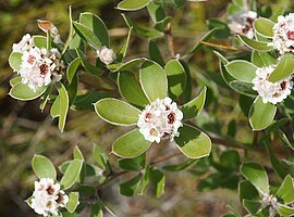 blühende Zweige eines Baumes (Taxandria marginata)