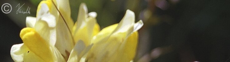 Taubenschwänzchen (Macroglossum stellatarum) an Frauenflachsblüten (Linaria vulgaris)